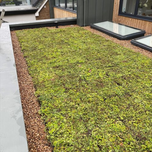 M-Tray sedum green roof domestic