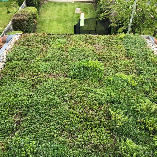 domestic extension green roof