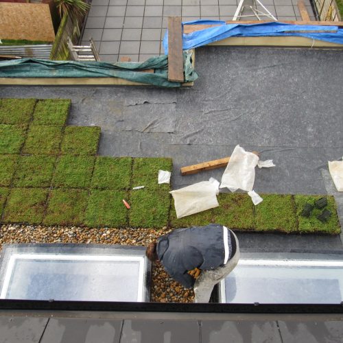 domestic sedum green roof M-Tray 1